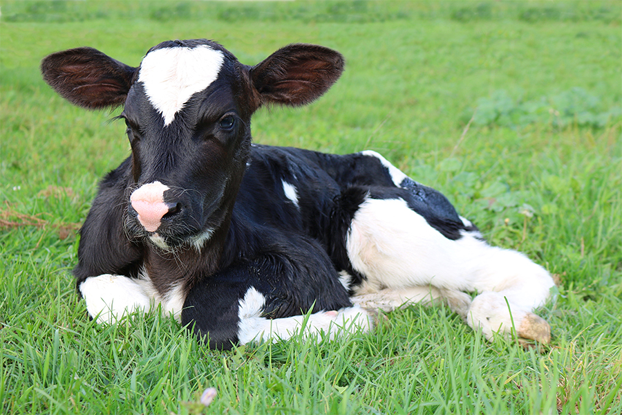 a black and white calf lying in grass