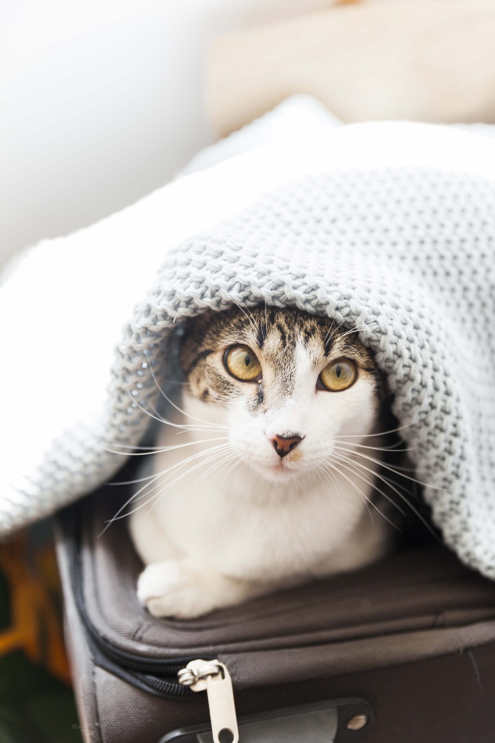 a cat under a blanket