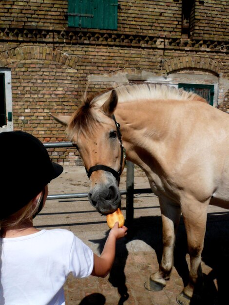 a child feeding a horse