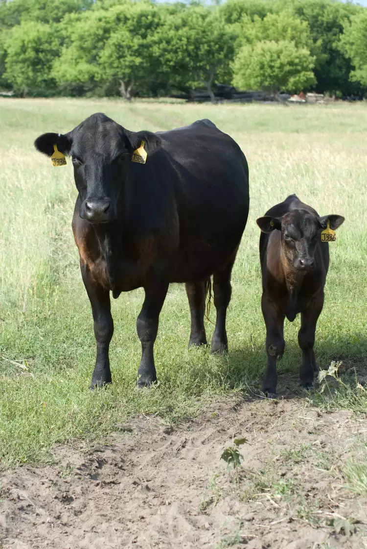 a cow and calf in a field