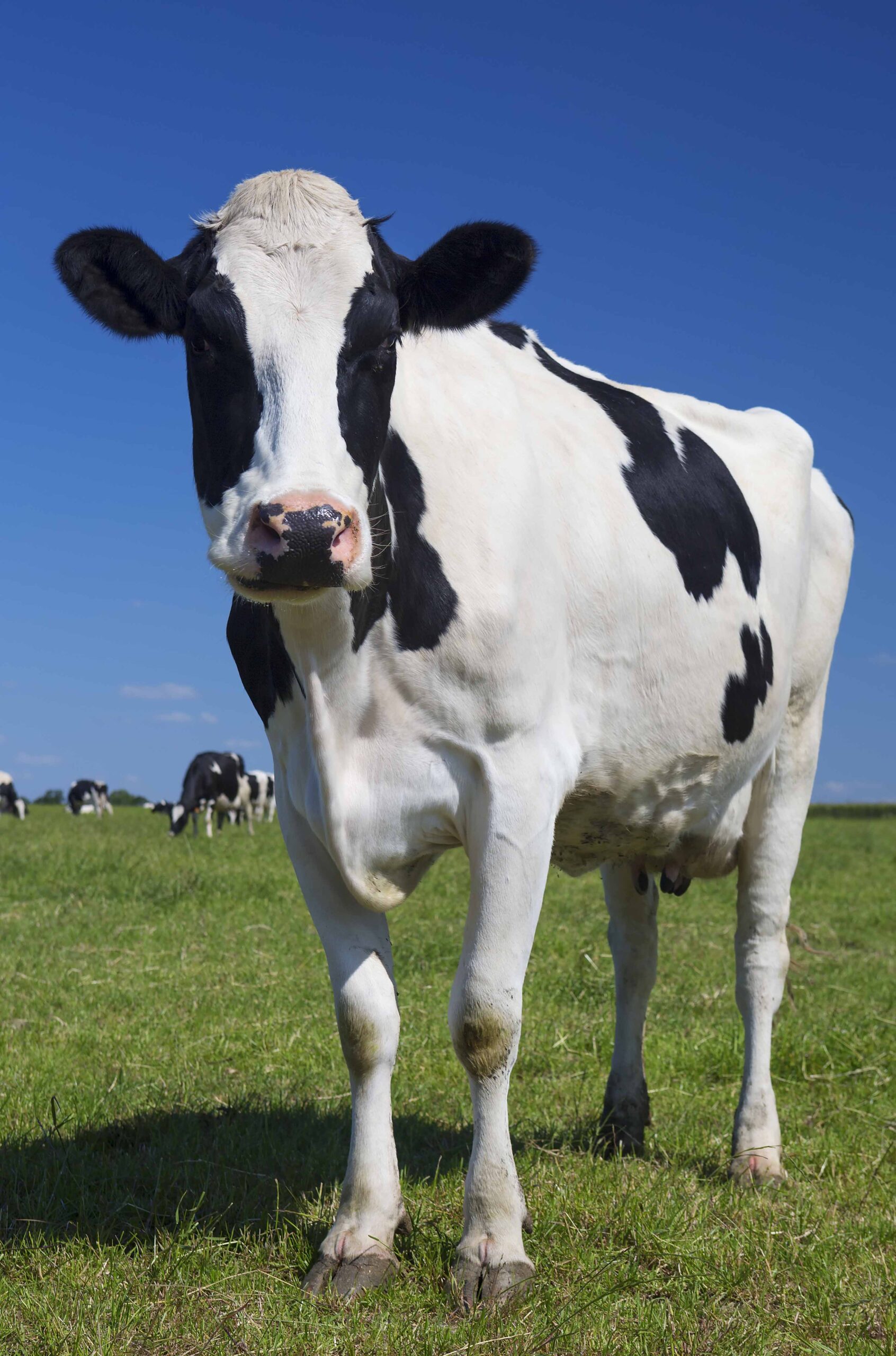 a cow standing in a field