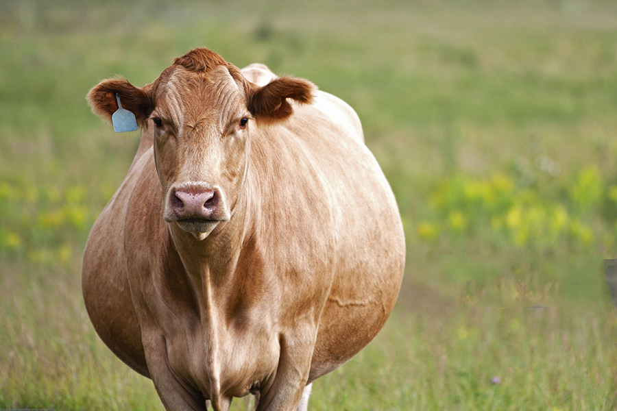 a cow standing in a grass field