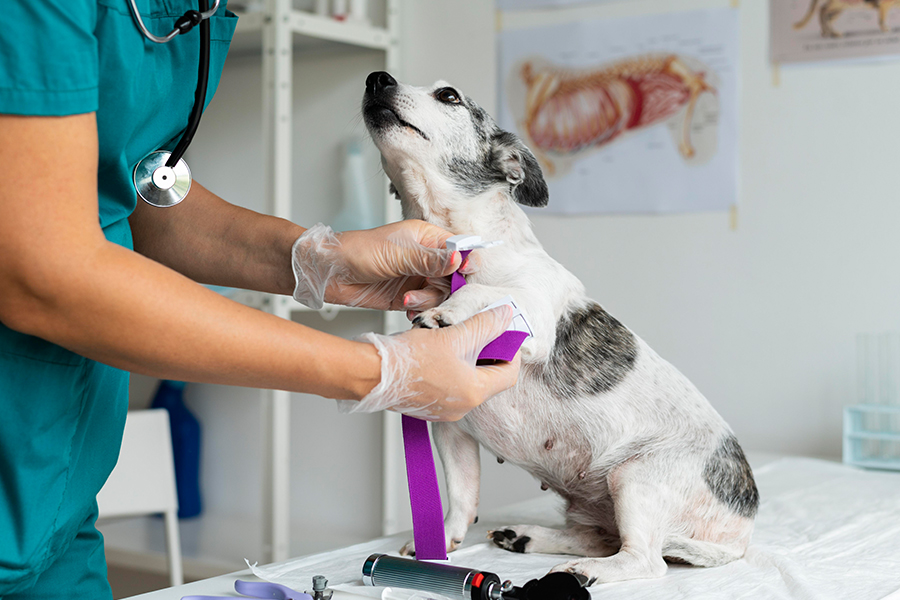 a dog being examined by a vet