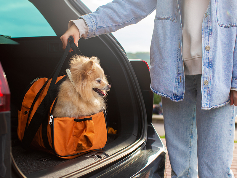 a dog in a bag in a car