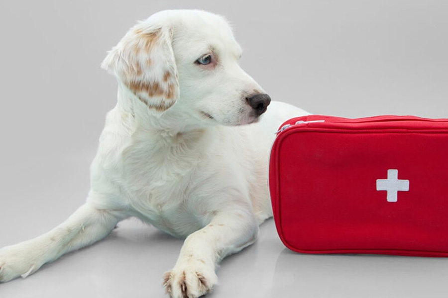 a-dog-lying-next-to-a-red-first-aid-kit