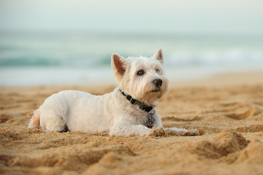 a dog lying on sand