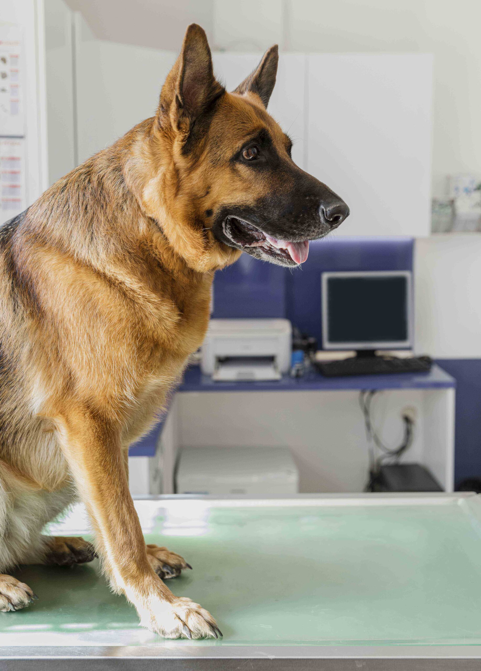 a dog sitting on a table