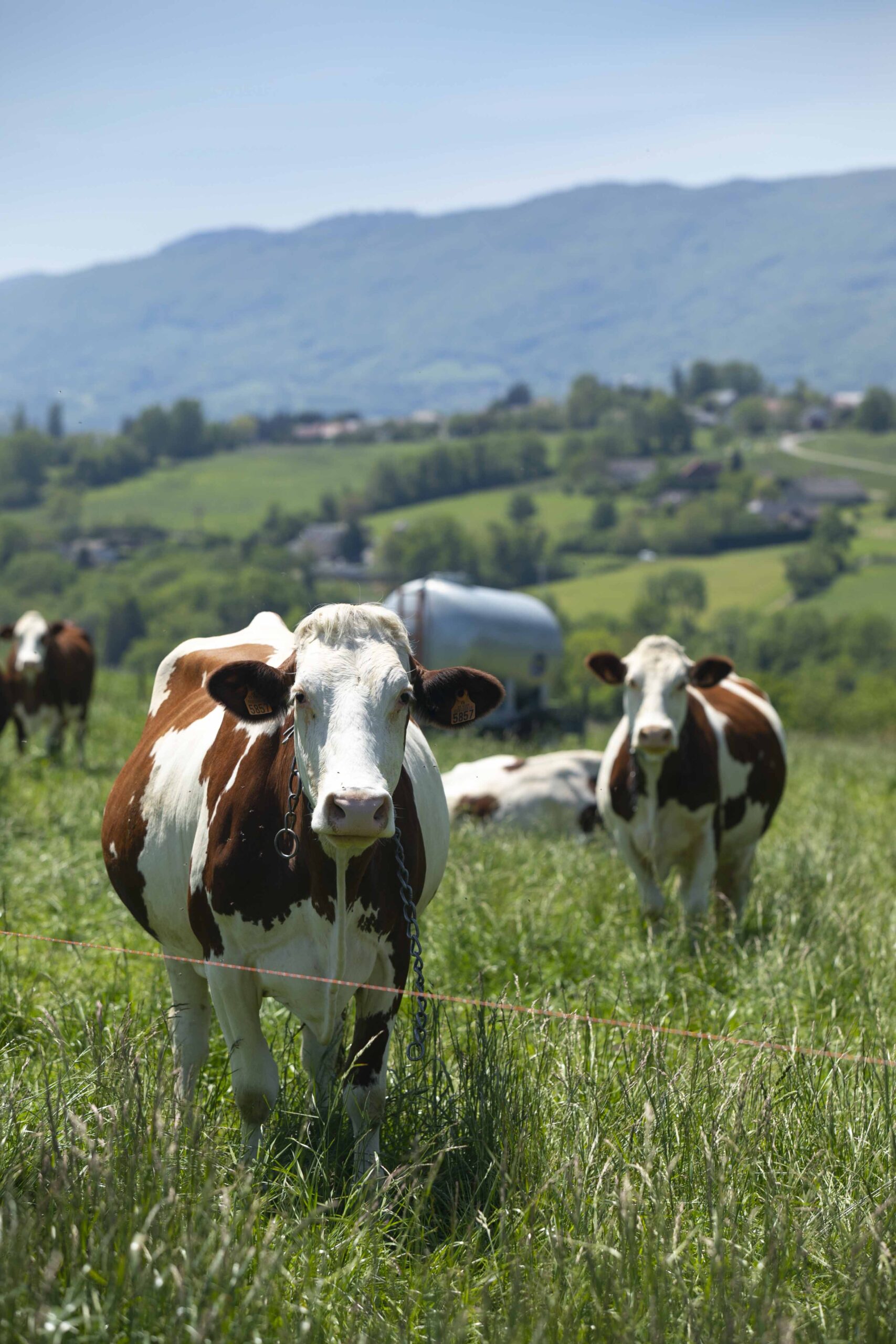 a group of cows in a field