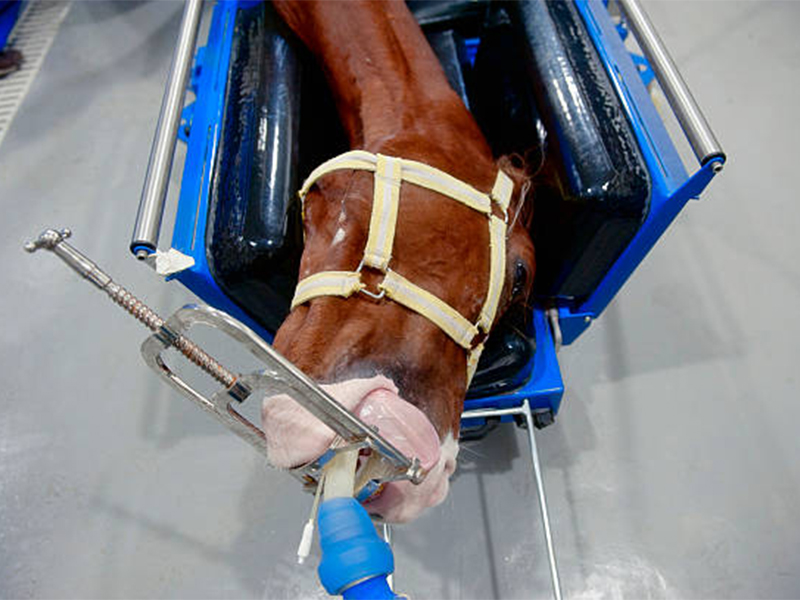 a horse in a medical device