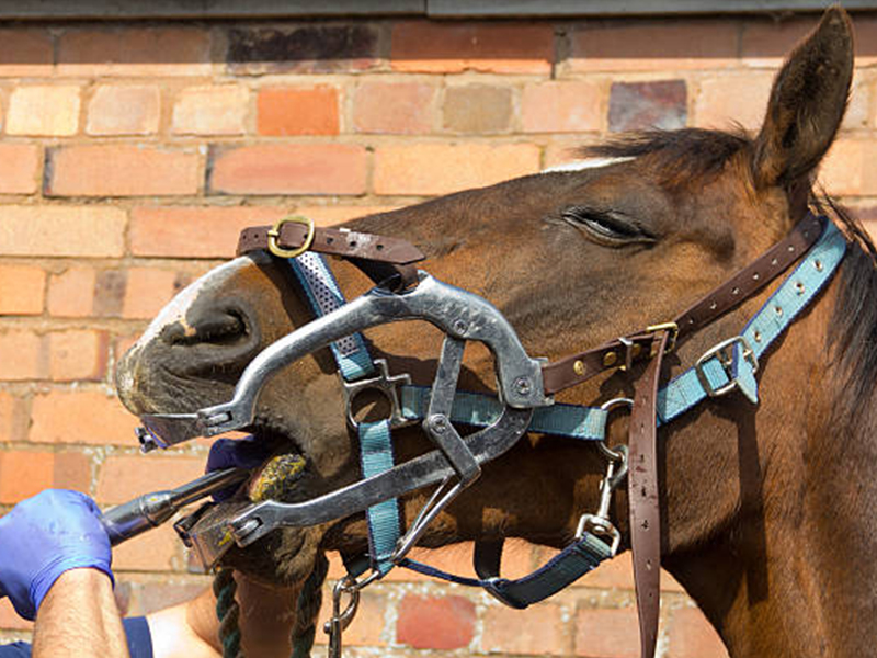a horse with a halter and a rope in its mouth