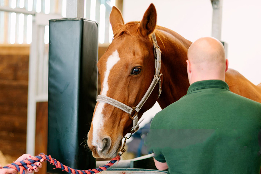 a person looking at a horse