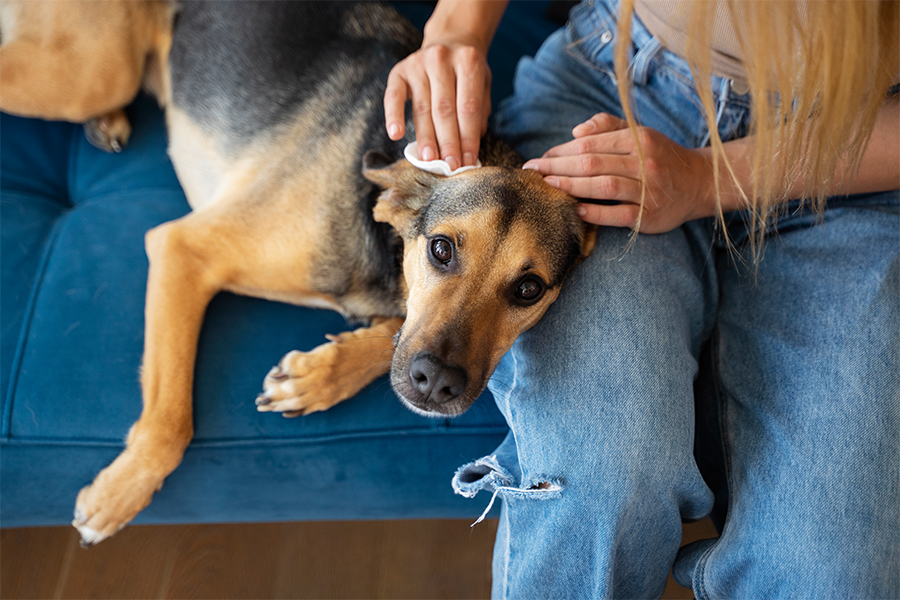 a person brushing a dog's ear