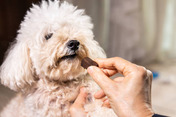 a person feeding a dog