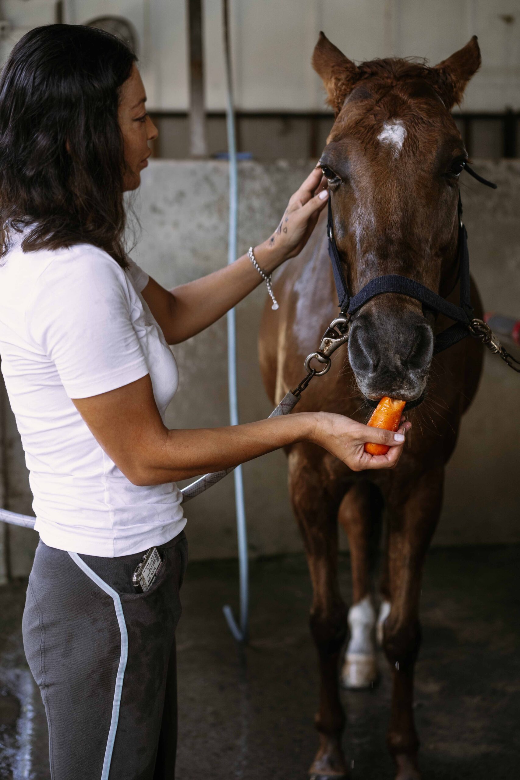 a person feeding a horse