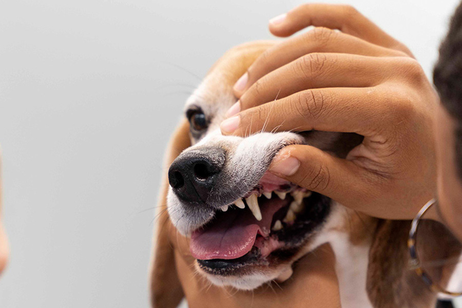 a-person-holding-a-dog-teeth