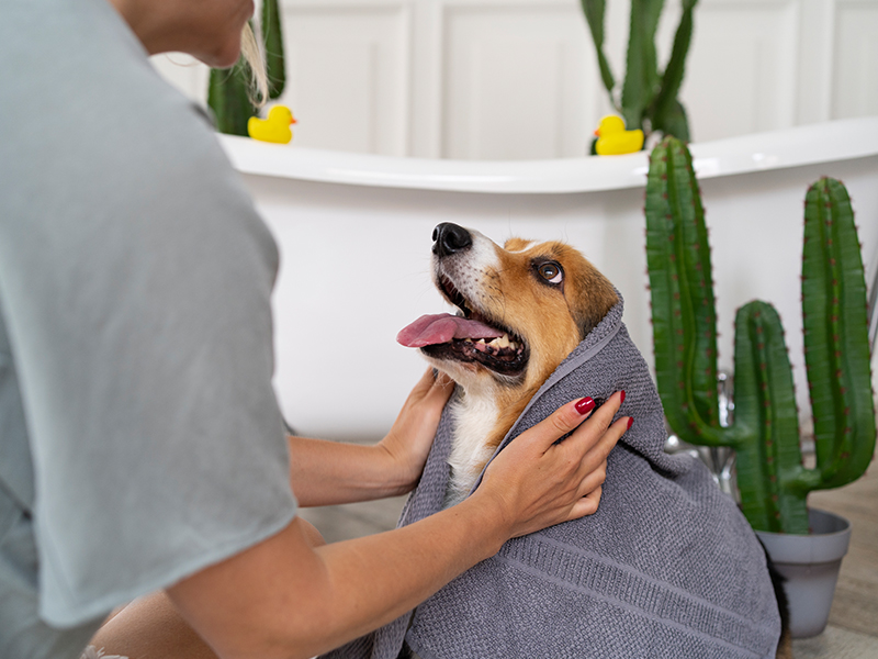 a-person-holding-a-dog-wrapped-in-a-towel