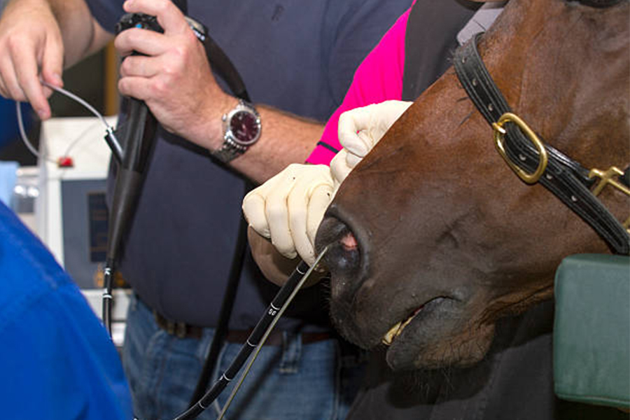 a person holding a horse's nose