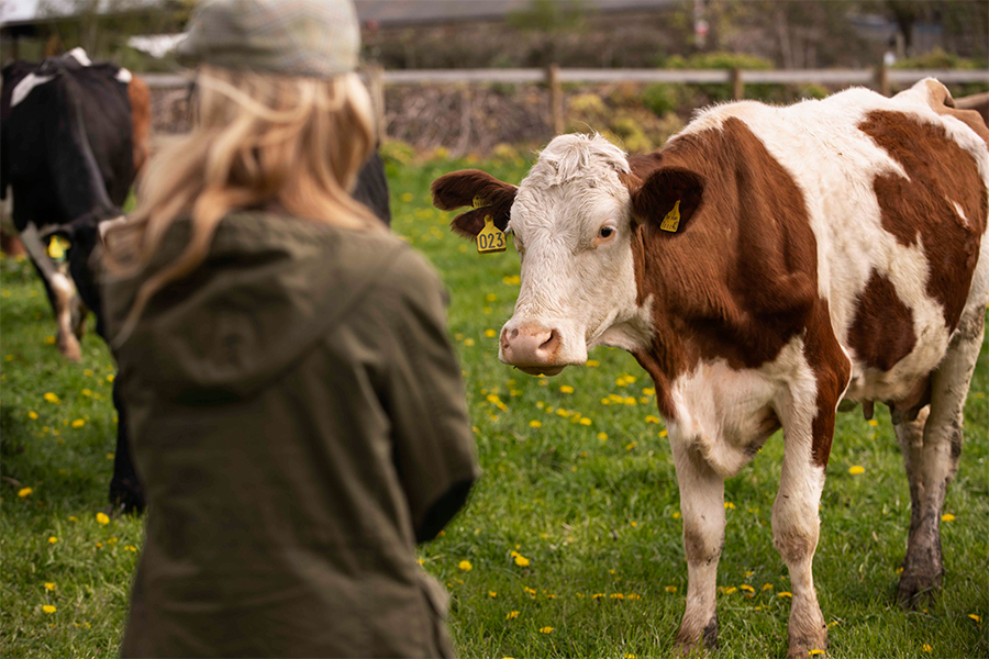 a person looking at a cow