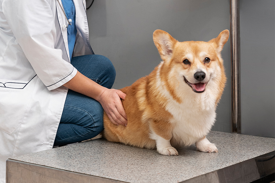 a vet petting a dog<br />
