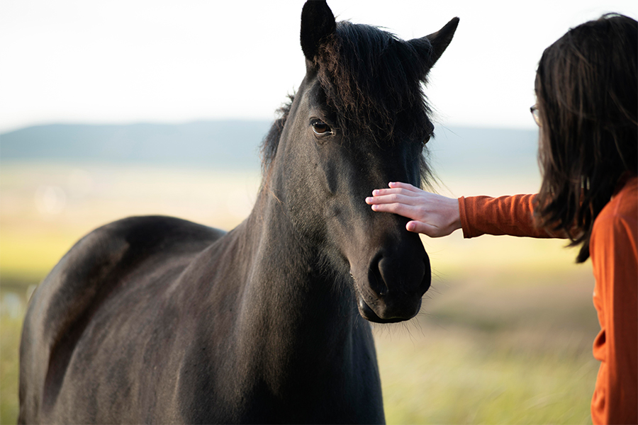 a person touching a horse