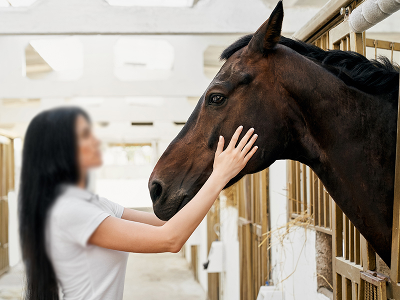 a person touching a horse's head