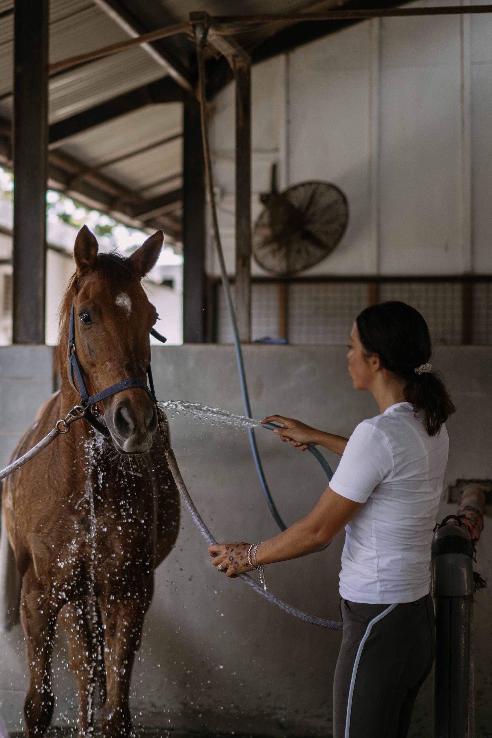 a person washing a horse