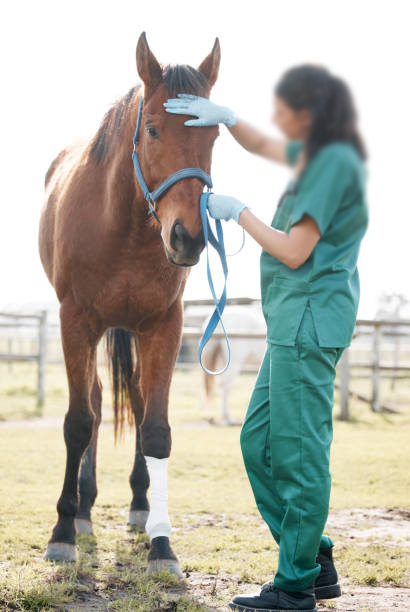 a person wearing scrubs and gloves touching a horse