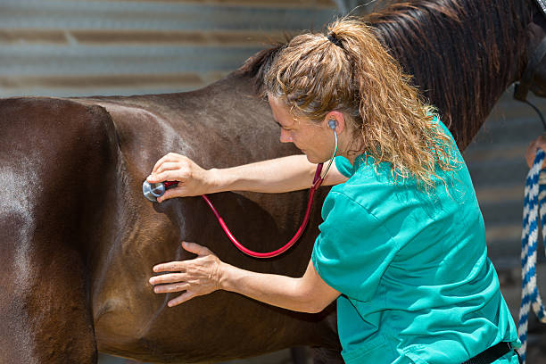 a person with a stethoscope on a horse