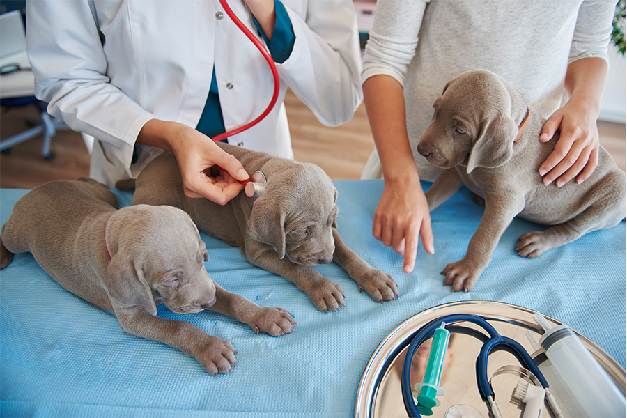 a veterinarian examining a puppy