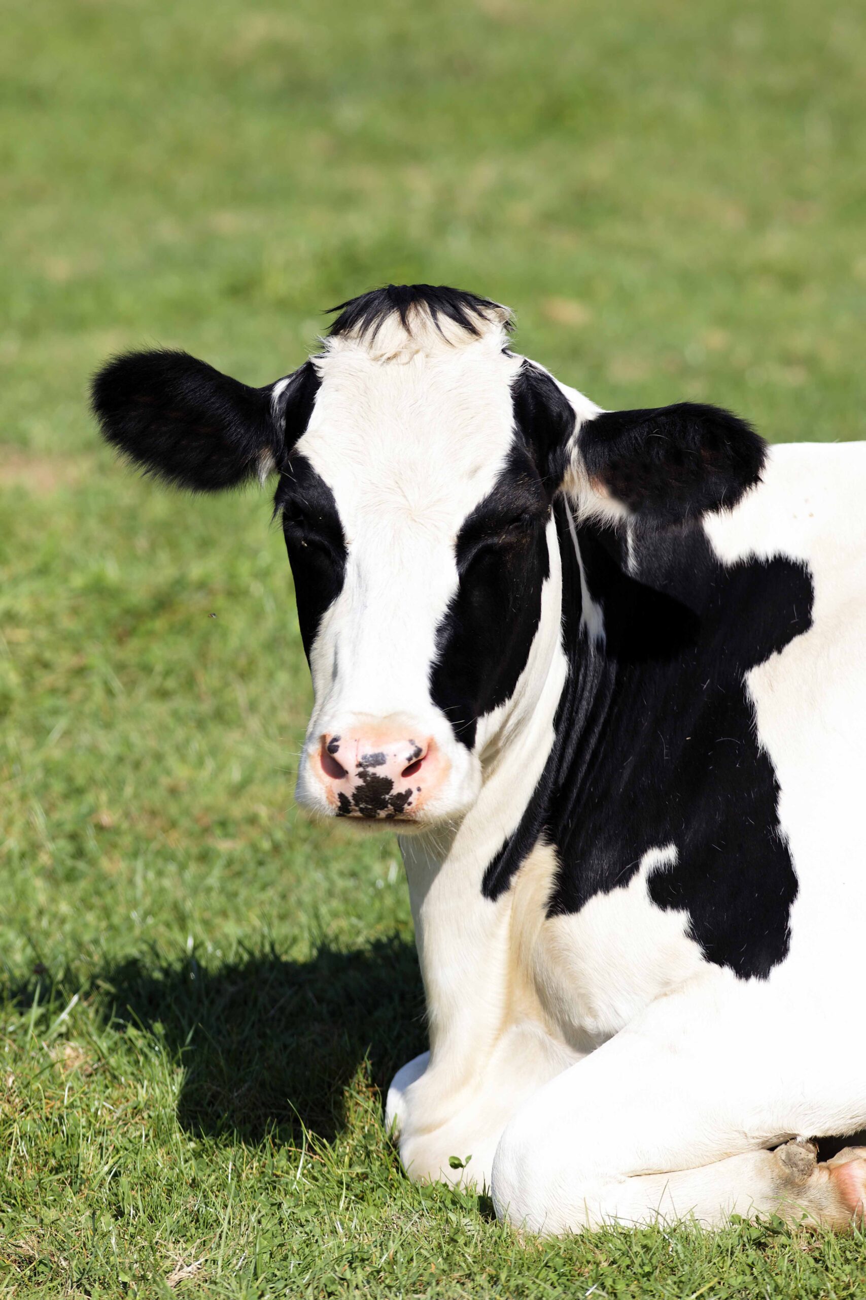 black and white cow lying down in a grass