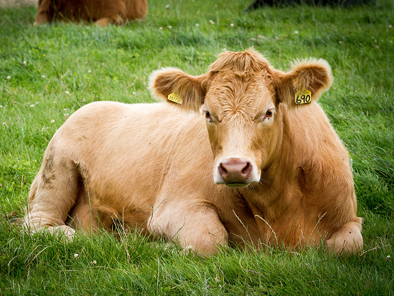 a cow lying in the grass