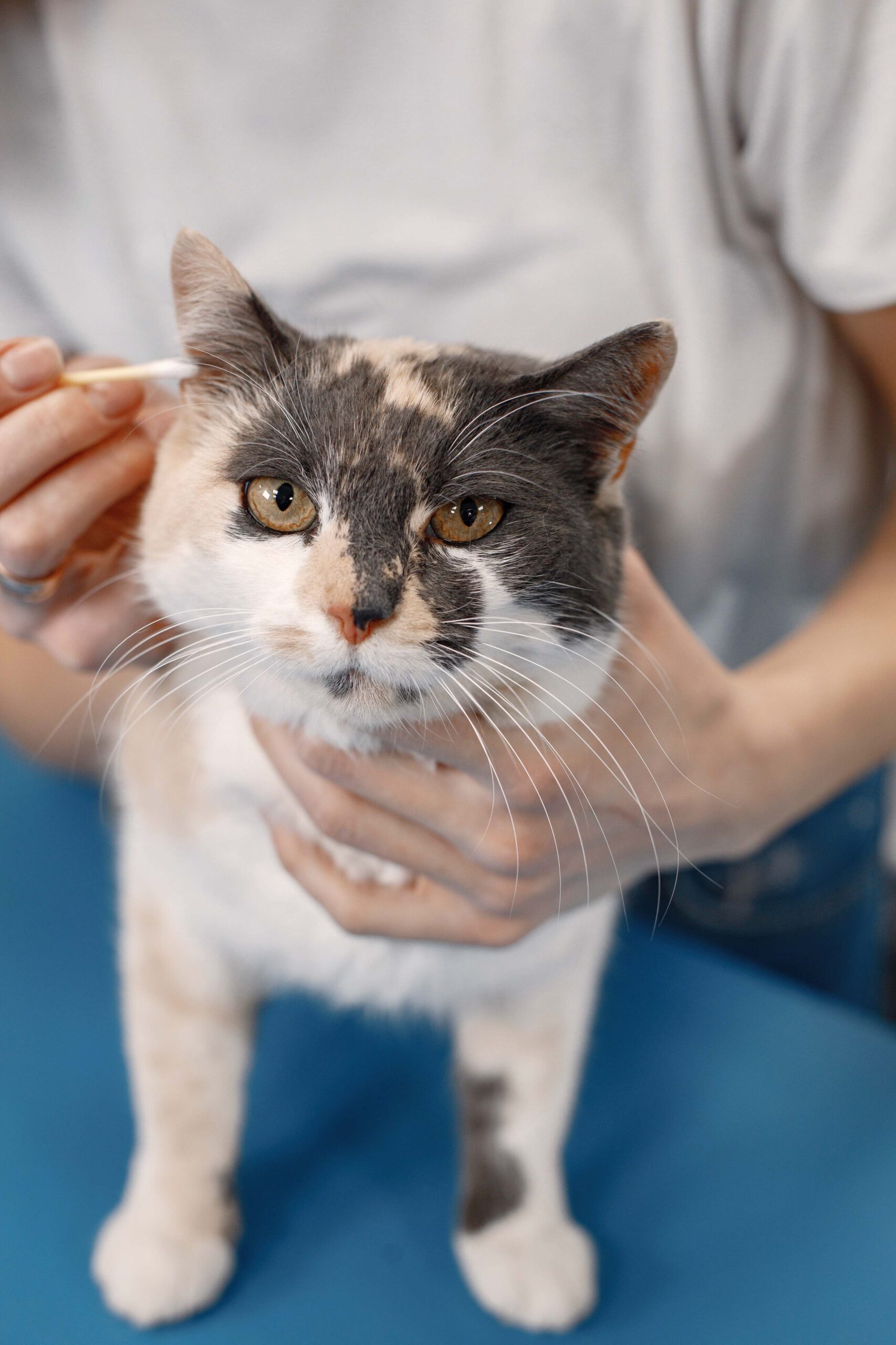 cat-getting-procedure-groomer