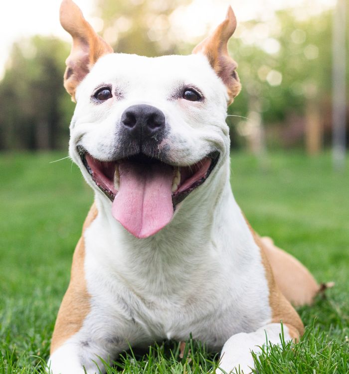 cute-dog-lying-on-the-grass