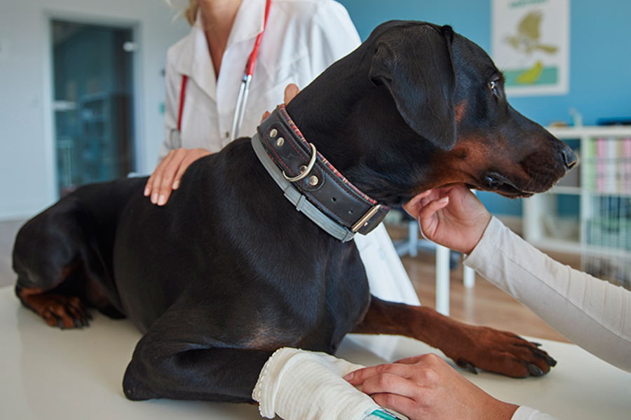 a person with a stethoscope around her neck and a dog lying on a table