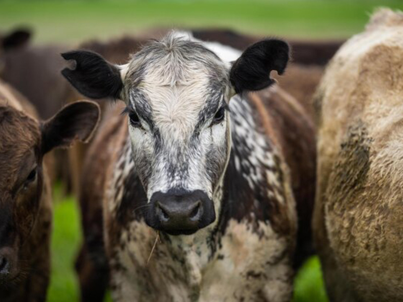 herefords-angus-cattle-grazing-pasture-cows-field