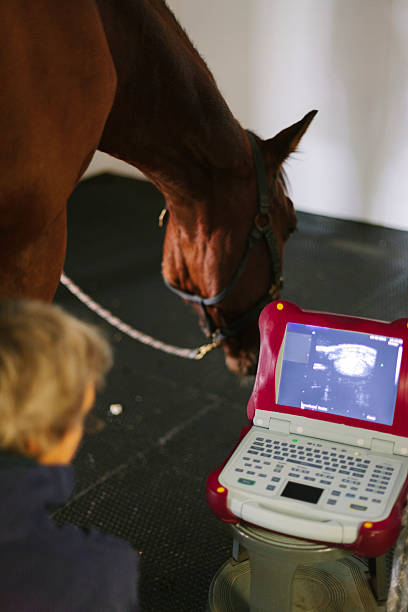 horse-foreleg-ultrasound
