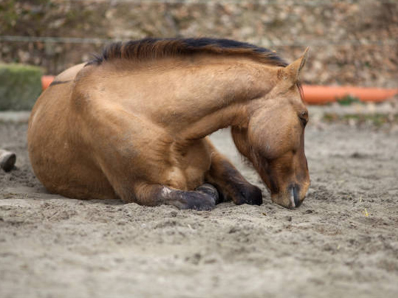 horse-lay-down-to-sleep-ill-horse-with-colic