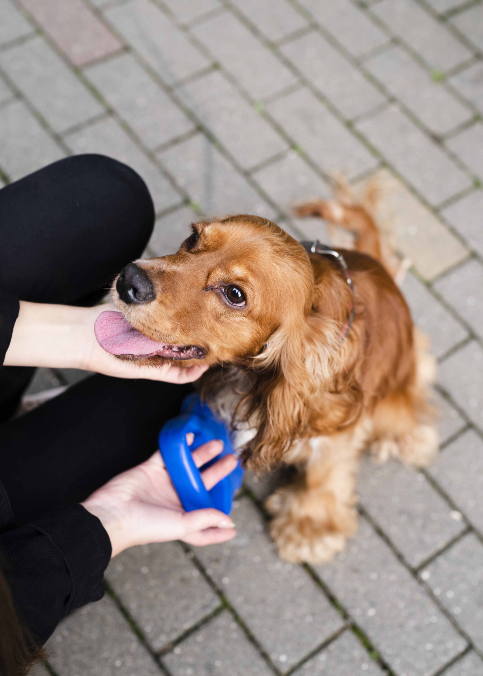 person-petting-a-dog