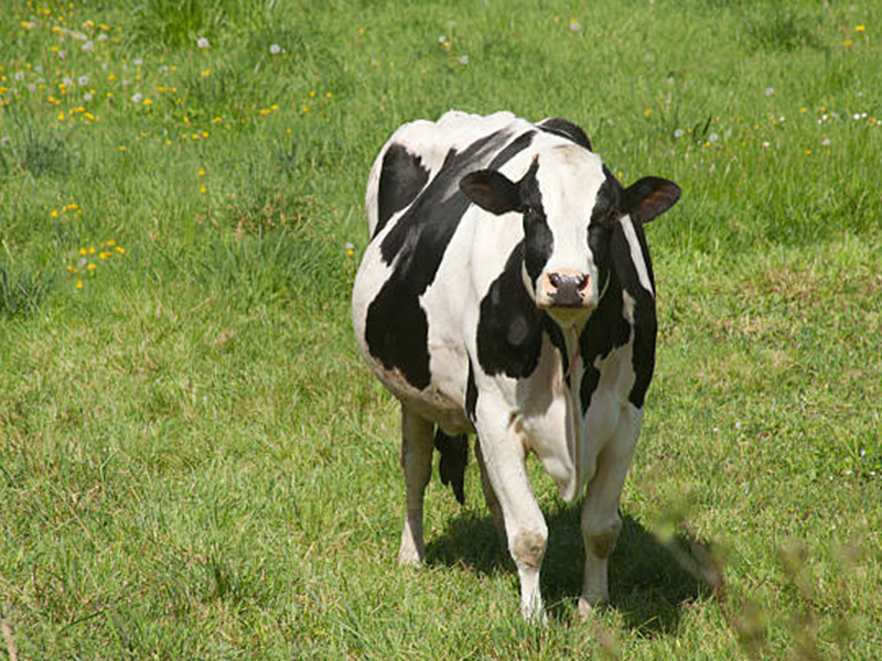 pregnant-cow-on-green-meadow