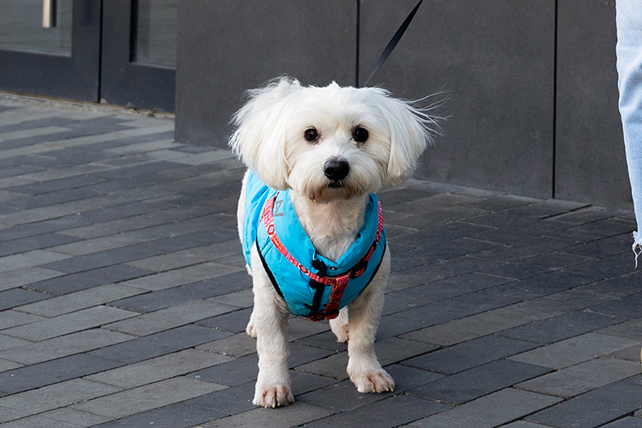 puppy standing on the floor