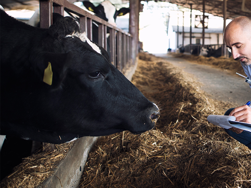 vet-examine-with-cow