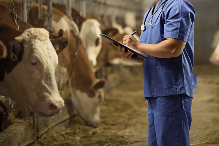 veterinarian-working-at-a-cow-farm