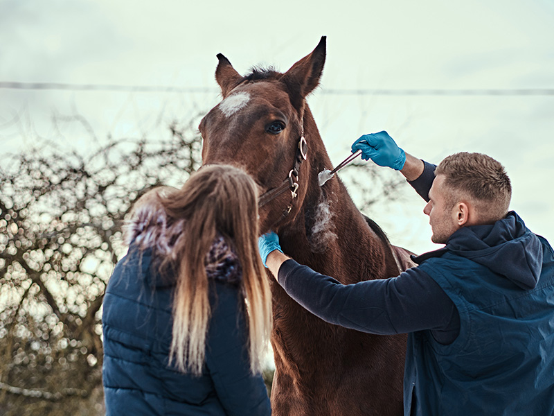 veterinary man with his assistant treating brown horse