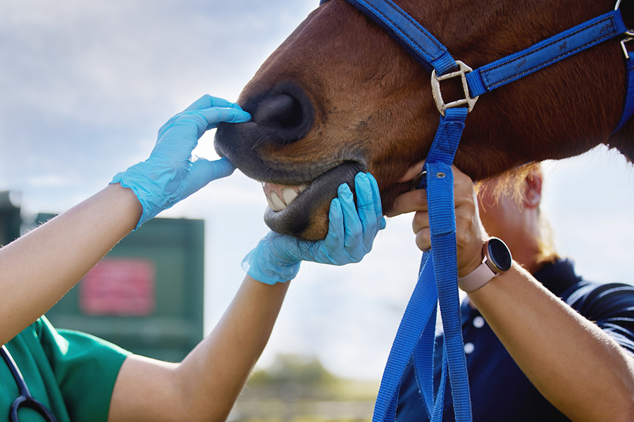 vets-examining-the-teeth-of-a-horse-in-a-farm