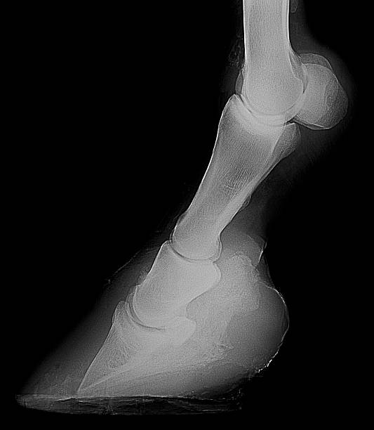 x-ray-of-horse-leg