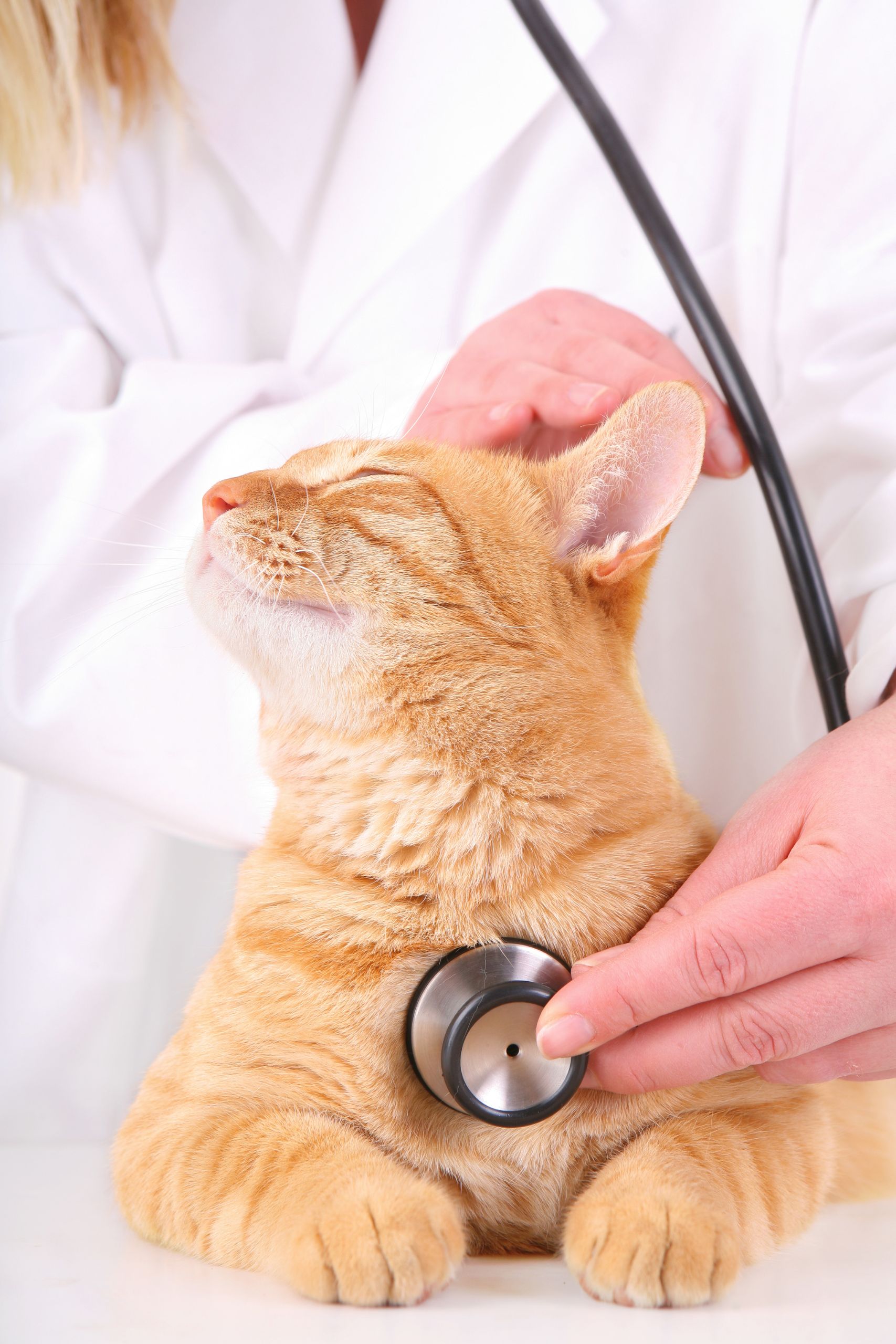 cat at the vet