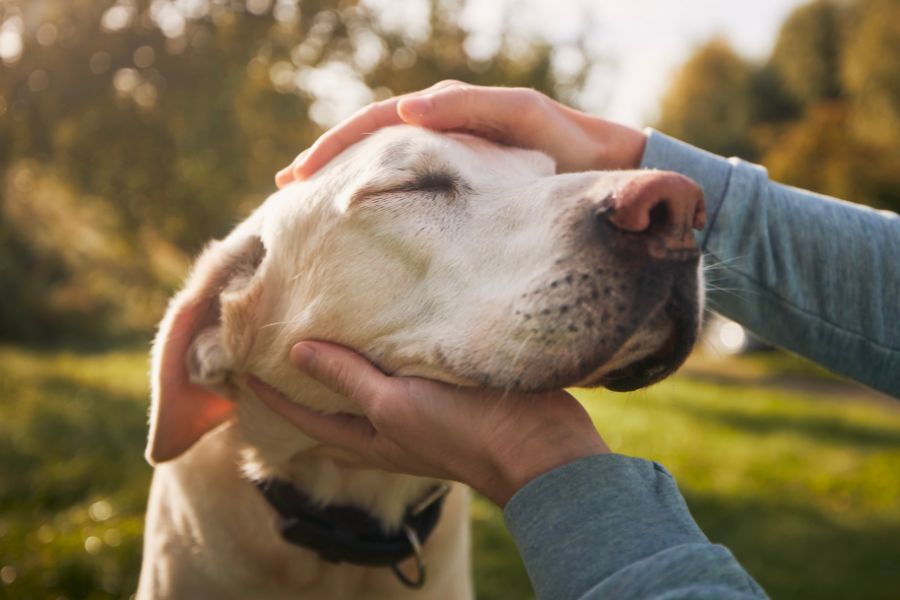 person petting old dog